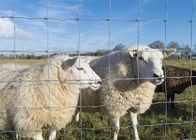 Galvanized Wire Woven 0.8m High 150mm Mesh Sheep Livestock Panels