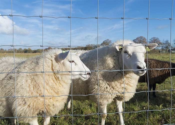 Galvanized Wire Woven 0.8m High 150mm Mesh Sheep Livestock Panels